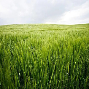 Prix de qualité agricole Engrais azoté en granulés 46% d'urée - Product Image 5