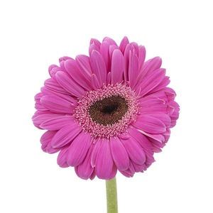 Base de flores frescas de Yunnan <span class=keywords><strong>Gerbera</strong></span> de corte fresco al por mayor <span class=keywords><strong>Jamesonii</strong></span> - Product Image 6