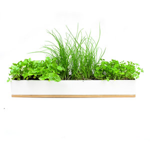 MUSTARD S Microgreens <span class=keywords><strong>Kit</strong></span> de culture de cuisine avec couvercle en bambou - Product Image 6