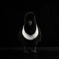 Peluche réaliste de corbeau à col, jouet en peluche doux pour enfants et amoureux des oiseaux