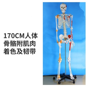 Modèle de squelette d'anatomie humaine médicale en PVC précis de 170cm en forme de T grandeur nature avec origine musculaire du système nerveux et points d'insertion - Product Image 5