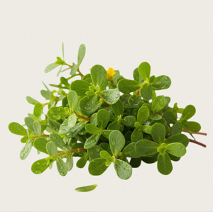 Extracto de Purslane TW PDRN 10 ppm, Polinucleótido Derivado de Plantas, Materia Prima Cosmética de Alta Pureza, Ingrediente Antienvejecimiento - Product Image 2