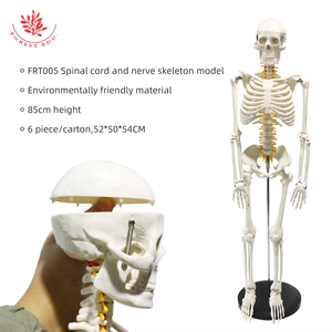Bộ xương con người mô hình 85cm frt005 W/tủy sống và thần kinh giải phẫu Bộ Xương cấu trúc mô hình y tế con người nghiên cứu mô hình - Product Image 3