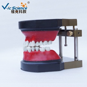 Modello di Dentatura Typodont per Pratica Odontoiatrica, Modello di Simulazione Ortodontica per Formazione in Cura Dentale - Product Image 4