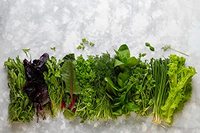 Kit de 12 variétés de graines de plantes aromatiques cadeau pour adultes enfants débutants et jardiniers-menthe basilic origan pour jardins extérieurs