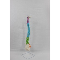 Modèle de colonne vertébrale anatomique de la colonne vertébrale humaine flexible en PVC 3D avec nerfs anatomie didactique nerfs pelvis pour la science