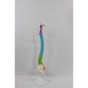 Modelo de columna vertebral anatómica espinal humana flexible de PVC 3D con nervios anatomía didáctica nervios pelvis para Ciencia - Product Image 5