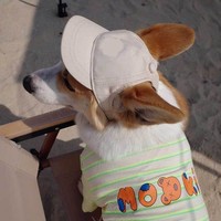 Casquette de soleil respirante premium pour chien avec sangle sous le menton, protection UV extérieure, chapeau de baseball réglable pour animaux de compagnie, équipement antidérapant stable pour chiot en été