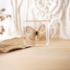 حيوان حقيقي راتنج حشرات ثقل الورق صناعة يدوية خنفساء عينة ألعاب تعليمية للأطفال استكشاف - Product Image 5