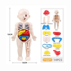 Modèle d'anatomie du corps humain, jouet éducatif - Matériaux en silicone et plastique, assemblage facile, apprentissage scientifique pour les enfants - Product Image 2