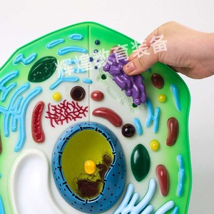 Modèles de cellules végétales et animales, modèles de démonstration éducatifs agrandis de structures biologiques tridimensionnelles, nouveaux - Product Image 1