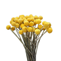 Natuurlijk geconserveerde Craspedia Golden Ball Billy Button gedroogde bloemen bloemendecoratie voor Moederdag, Nieuwjaar en Chinees Nieuwjaar