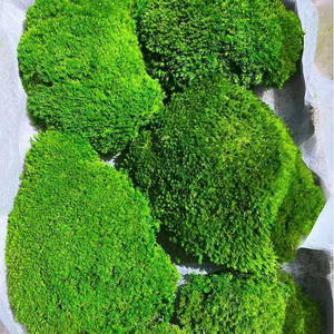 Muschio di Renna Naturale Stabilizzato all'Ingrosso per Pareti Verdi, Decorazioni per Casa, Matrimoni e Cerimonie di <span class=keywords><strong>Laurea</strong></span> - Product Image 4