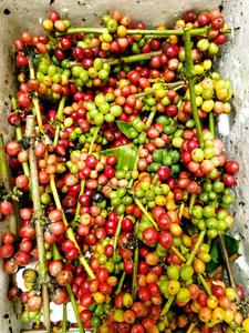 Machine de tri de grains de café par couleur, 5 canaux, 320 voies - Product Image 5