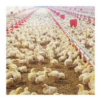 Équipement de machines agricoles d'élevage de poulets en liberté à bas prix utilisé dans les fermes