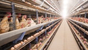 Gabbia a Strati Tipo H Zincata a Caldo Durevole per Allevamento Avicolo ad Alta Densità e Produzione di Uova - Product Image 5