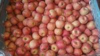 Groothandel verse Fuji appels, zoet, knapperig, vers fruit, premium kwaliteit, boerderijvers, bulk export leverancier