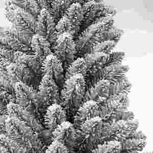 Sapins de Noël floqués très demandés, 120-240 cm, blancs effet neige, pour décoration de Noël. - Product Image 4