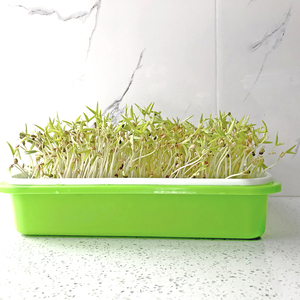 Venta al por mayor Popular <span class=keywords><strong>casa</strong></span> de plantación de vegetales de los PP de plástico Durable brotando bandeja - Product Image 5