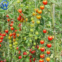 Filet d'échafaudage pour plantes 2*10m Support d'escalade pour plantes Filet de soutien pour plantes pour pois et haricots