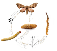 Cordyceps Sinensis en polvo Cordiceps Cordyceps Sinensis extracto en polvo