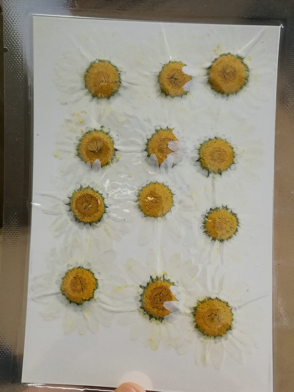 Bianco naturale 12 pezzi/borsa