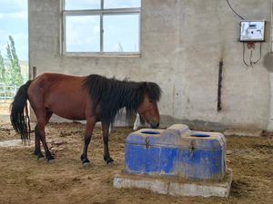 Polietileno <span class=keywords><strong>de</strong></span> alta resistencia para Vaca, ganado, oveja, ganado, invierno, 110-230V, 85Ugal, fregadero <span class=keywords><strong>de</strong></span> agua - Product Image 3