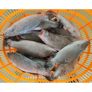 Poisson barramundi congelé frais rond entier avec bon prix Barramundi - Product Image 3