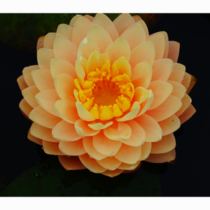 Pacchetto Super Conveniente: Tuberi di Nymphaea Blushing Bribe e Cesto Acquatico Pro per Ninfee d'Acqua - Product Image 3