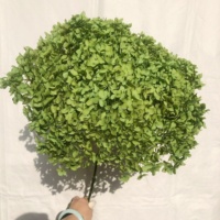 Fleur séchée éternelle d'hortensia Anna stabilisée à la glycérine 50-60cm – Décoration de Thanksgiving et de mariage – Écologique – Vente en gros pour fleuristes