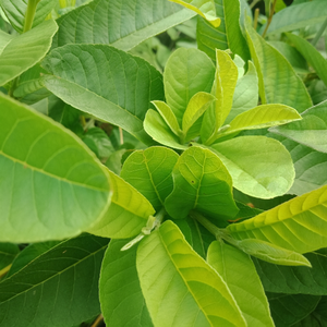 Prix de gros 100% Thé aux feuilles de goyave en sachet Thé aux feuilles de goyave biologique du Vietnam - Product Image 1