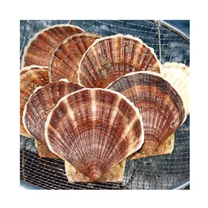 Hot selling natural polished Scallop shell material handicraft decoration, jewelry, folk art craft