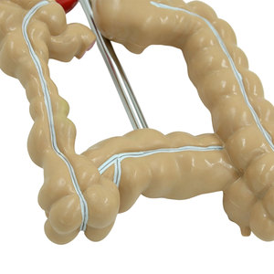 Modello di Simulazione Medica DARHMMY del Colon e dell'Intestino Grande Umano - Product Image 3
