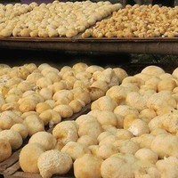 Champignons Crinière de Lion Bio Séchés 5-8cm en Gros, Comestibles, Nutritifs, Végétaliens, Herbe Naturelle pour Extrait de Café en Poudre et Complément Alimentaire