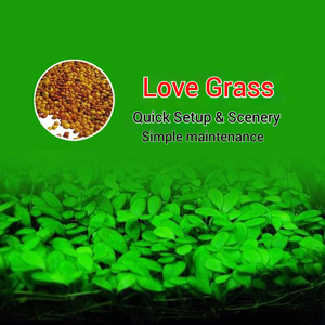 Vente en gros de graines de plantes aquatiques à haut taux de germination et à faible entretien pour aquariums multifonctionnels - Product Image 6