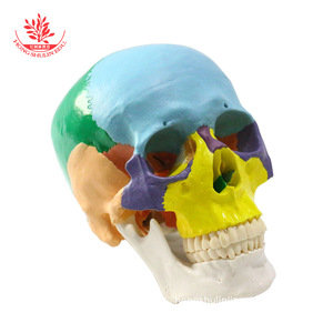 Modèle d'enseignement du crâne FRT021, en PVC, avec pièces colorées naturellement divisées en 3 parties, modèle de crâne adulte - Product Image 2