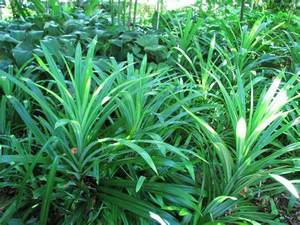 {VENTA CALIENTE 2024] -Hojas de Pandanus frescas de alta calidad para cocinar, el mejor precio y saludable en Vietnam - Product Image 4