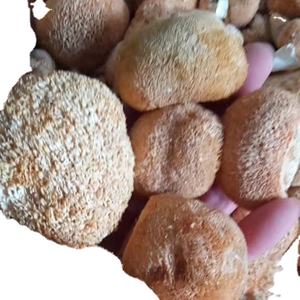 Hou tou gu champignon <span class=keywords><strong>Hericium</strong></span> cru comestible séché entier <span class=keywords><strong>Hericium</strong></span> non ramifié pour la nourriture - Product Image 2