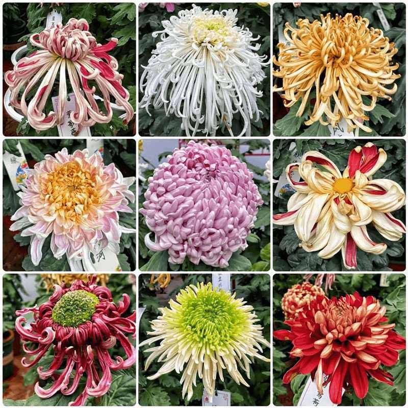 1# การผสมสี