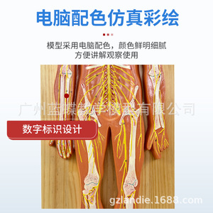 Modelo Anatómico del Sistema Nervioso Humano; Modelo del Sistema Nervioso Central Humano; Cerebro; Médula Espinal; Nervios Espinales Periféricos - Product Image 5