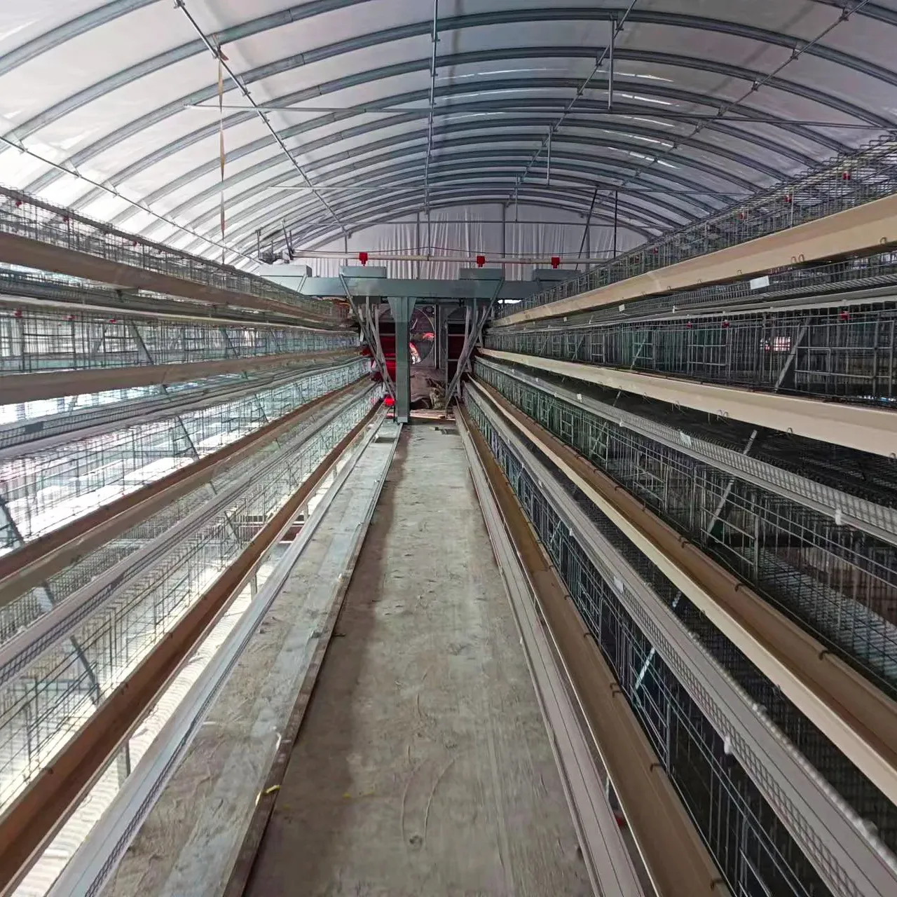 Cages automatiques complètes pour animaux, système de cages pour poulets d'élevage de poulets à batterie, pour l'élevage de volailles, 65 Xinchang