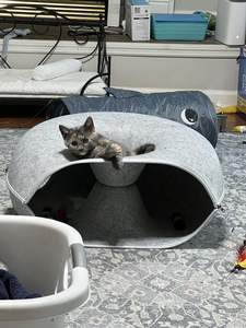 Lit pour chat en forme de donut, tunnel, nid, détachable, en feutre, lavable, jouet amusant pour chat, structure composite à double couche - Product Image 1