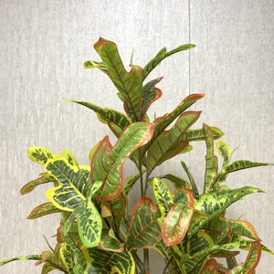 ต้นโครตันประดิษฐ์ ต้นโคเดียมวาเรียเกตัมปลอม ใบหลากสีสัน สำหรับตกแต่งบ้าน สำนักงาน ภายในอาคาร มีหลายขนาด - Product Image 5