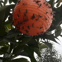 Kleverige insectenholle bal met fruitvliegferomoon Waterdichte plastic lijmvanger Boomgaard Hangende kleefvliegenvanger Niet-giftig