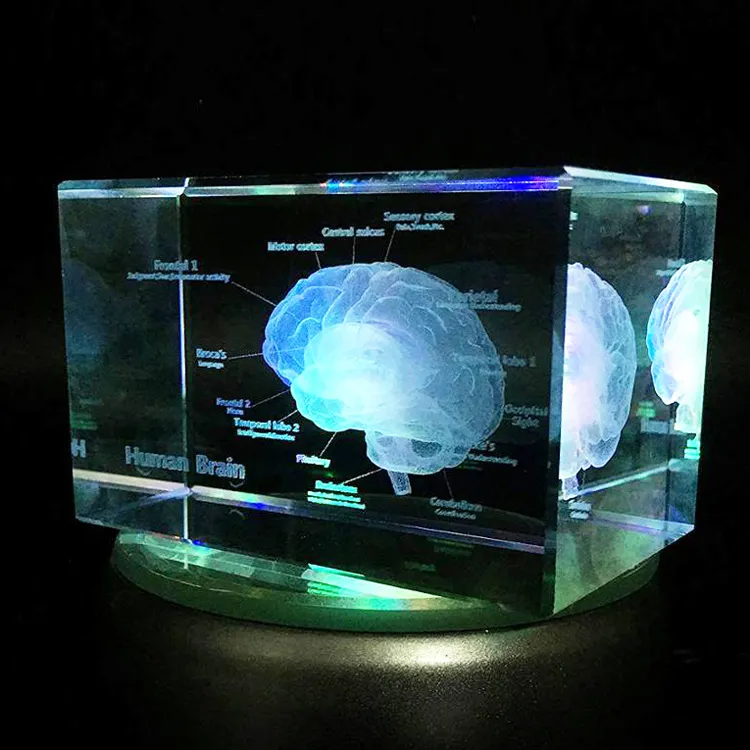 Shining 3D Laser crystal Engraving Cube Brain Design Anatomical Model Customized Logo for Glass Cube