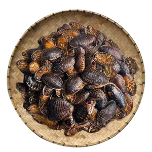 Dubia <span class=keywords><strong>Insectes</strong></span> <span class=keywords><strong>comestibles</strong></span> pour cafards Nourriture pour animaux <span class=keywords><strong>Insectes</strong></span> <span class=keywords><strong>comestibles</strong></span> pour reptile Gecko Lézard - Product Image 1