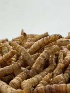 Alimento para Aves al <span class=keywords><strong>por</strong></span> Mayor, Alto en Proteínas, 100% Natural, Gusanos de Harina Amarillos Secos para Aves - Product Image 1
