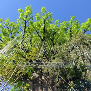 Árbol de Bodhi Artificial Shenghong, Planta Decorativa Grande Personalizada para Interiores y Exteriores, para Áreas Escénicas - Product Image 2
