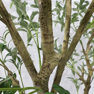 Arbre décoratif de luxe léger, grand ornement végétal bionique, arbre d'intérieur en forme d'<span class=keywords><strong>olivier</strong></span>, assemblé et démontable - Product Image 4