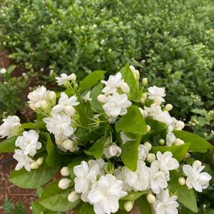 N26 thé blanc de qualité supérieure, thé Bai <span class=keywords><strong>bo</strong></span>, jasmin, <span class=keywords><strong>Dragon</strong></span> blanc, perle - Product Image 6